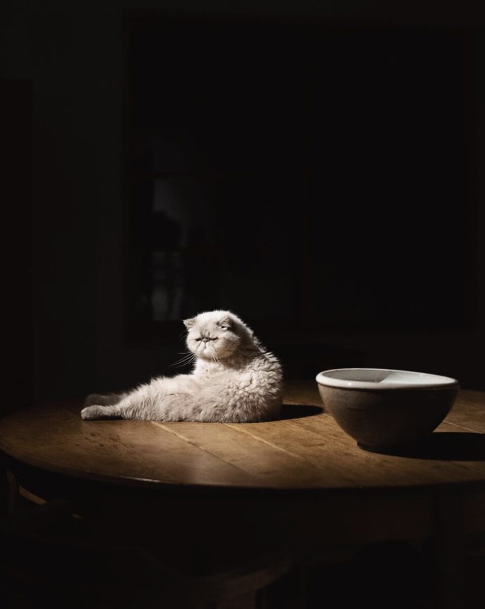 Удивительные факты о кошках: захватывающая уникальность пушистых питомцев