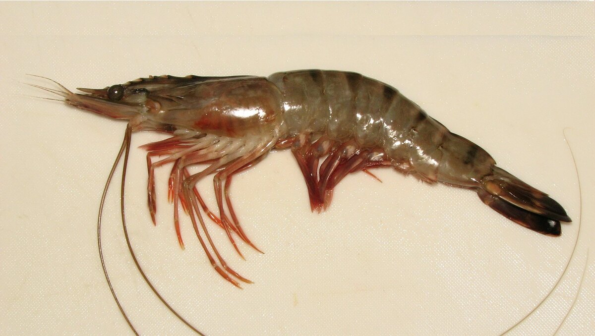     В Ростовской области гигантские японские креветки начали населять воды Таганрогского залива, об этом рассказали в «Российской газете».