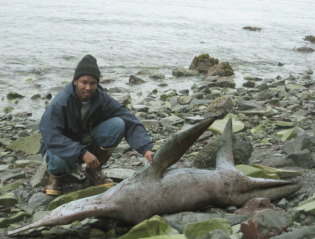 Очень необычная туша.
Источник фото: https://live.staticflickr.com/5230/5886468334_0eedc57b09_b.jpg