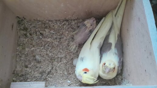 Ветки для попугаев (59 фото)