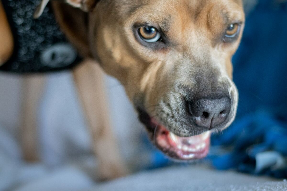 Агрессия у собаки 