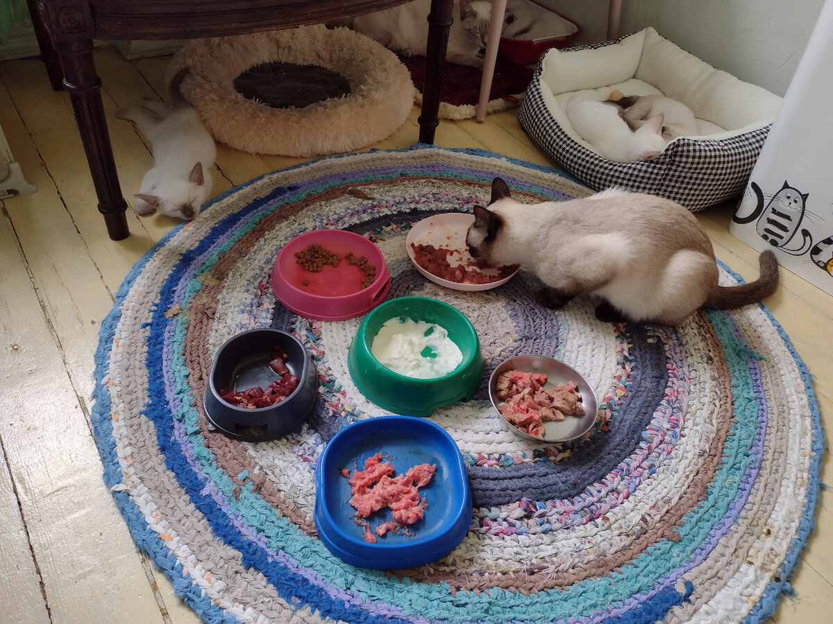 Заказное меню - все, что кошкам угодно!