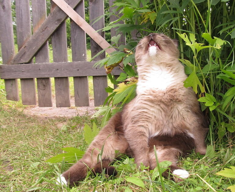 �������� ����: onashem.mediasole.ru