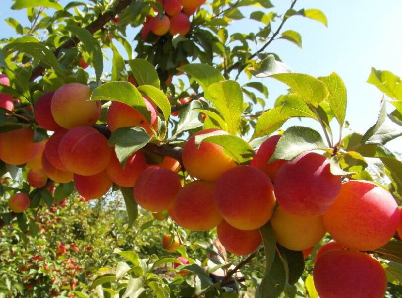 Алыча Ветразь