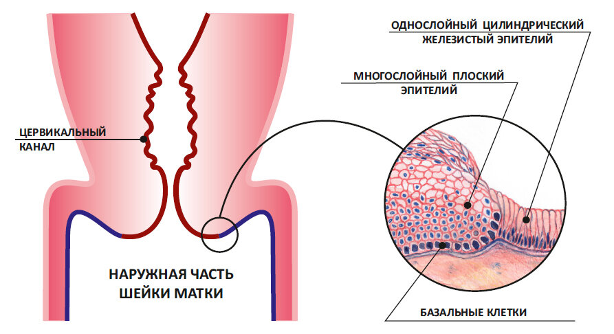 Общий анализ мочи