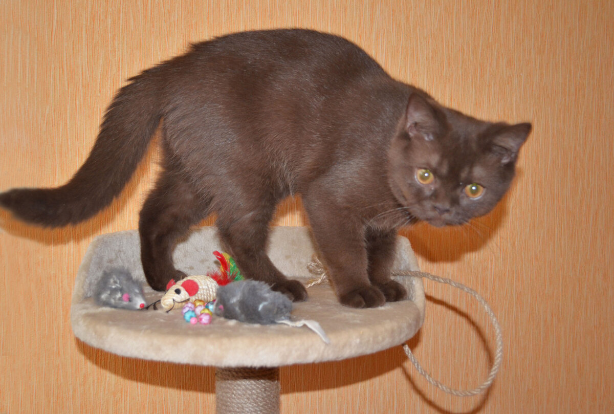 Собрал свой гарем вместе на собрание