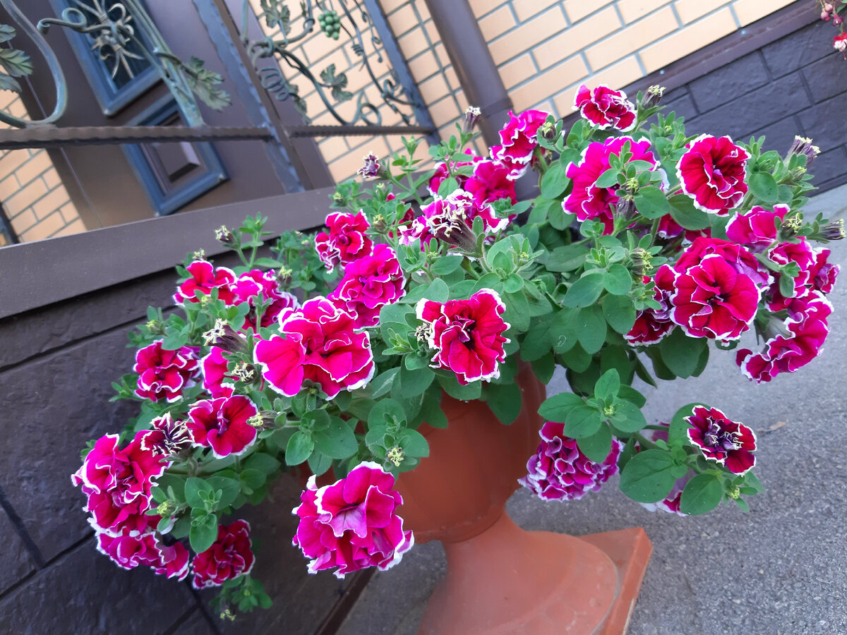 Тумберлина Анна