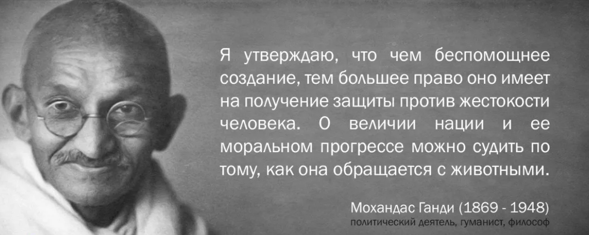 Известно как относились. Высказывания Махатмы Ганди о животных. Ганди величие нации. Махатма Ганди цитаты о животных. Махатма Ганди о животных.