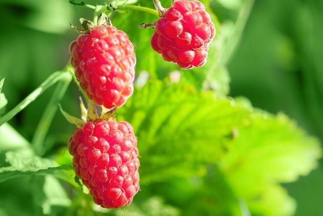 Уход за ремонтантной малиной во второй половине лета 