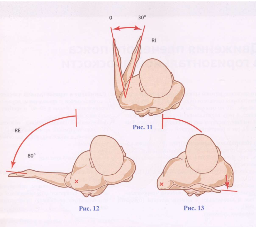 Движения в плечевом суставе. Наружная и внутренняя ротация в плечевом суставе. Ротация плечевого сустава. Внутренняя ротация плечевого сустава. Наружная ротация плеча.