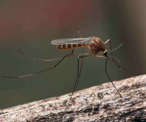 Для снятия зуда от укуса комара вы можете попробовать следующие методы:

1. Нанесите холодный компресс: Приложите к укушенному месту холодный компресс, например, обернутый в мягкую ткань кубик льда или салфетку, смоченную холодной водой. Холод поможет снизить отек и временно обезболит место укуса, что может снять зуд.

2. Используйте антигистаминные лекарства: Принятие противоаллергических лекарств, таких как таблетки или мази на основе антигистаминных компонентов, может помочь снять зуд и уменьшить аллергическую реакцию на укус комара. Следуйте инструкциям на упаковке или проконсультируйтесь с фармацевтом.

3. Нанесите местное средство от зуда: В аптеке можно приобрести местные средства от зуда, такие как кремы, гели или лосьоны, содержащие анестетики или антигистаминные компоненты. Нанесите их на укушенное место, следуя инструкциям на упаковке.

4. Используйте натуральные средства: Некоторые натуральные средства могут помочь снять зуд от укуса комара. Например, можно нанести на укушенное место небольшое количество смазки на основе ментола или эфирного масла чайного дерева. Чеснок и лук также могут иметь некоторый эффект благодаря своим антимикробным свойствам.

5. Избегайте чесания: Постарайтесь избегать чесания укушенного места, так как это может вызвать ещё больше раздражения и возможное инфицирование. Если вам сложно удержаться от чесания, попробуйте нежно похлопать или прижать кожу вокруг укуса.

Если укус комара вызывает серьезные аллергические реакции или не проходит в течение длительного времени, рекомендуется обратиться к врачу для консультации и лечения.