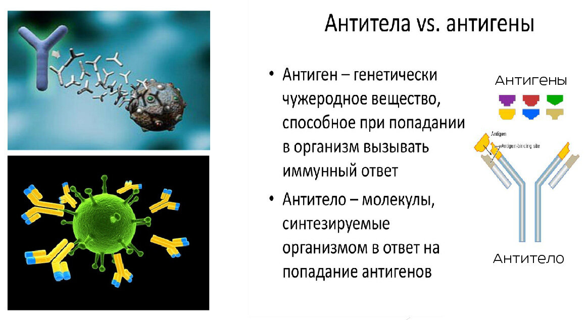 Зачем организм