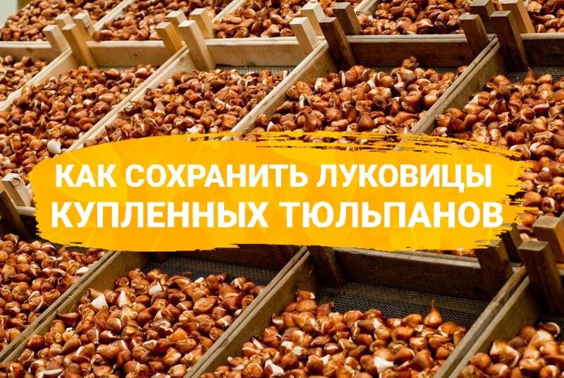 Как сохранить тюльпаны купленные заранее