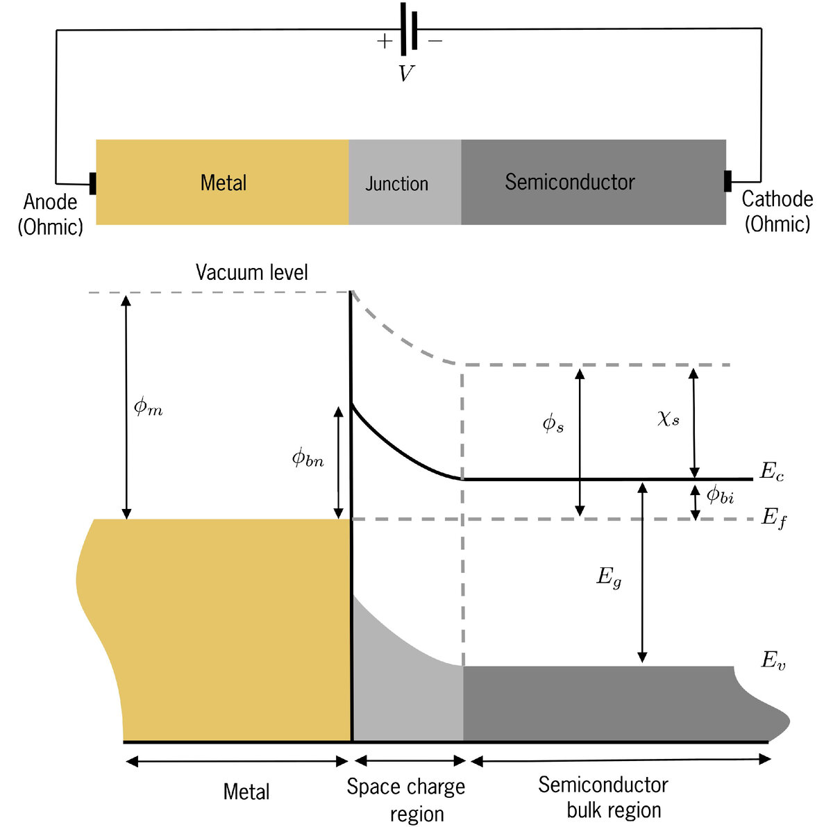 Рисунок 1. Когда металл и полупроводник соединяются, они образуют переход Шоттки, создавая область пространственного заряда. В этой области плотность заряженных частиц испытывает флуктуации, которые, в свою очередь, влияют на поведение границы раздела. Используя внешний потенциал смещения (V), мы можем изменить характеристики перехода. 