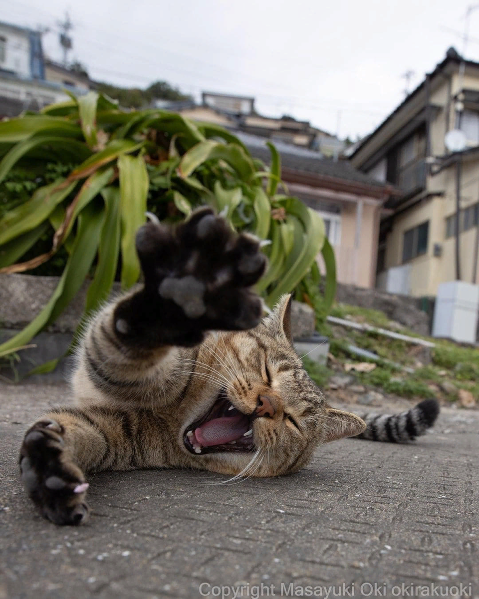 Уверена, вам это понравится! Это подборка фотографий, сделанных японским фотографом Масаюки Оки. Видимо, этот Масаюки любит кошек не меньше, чем мы с вами!-20