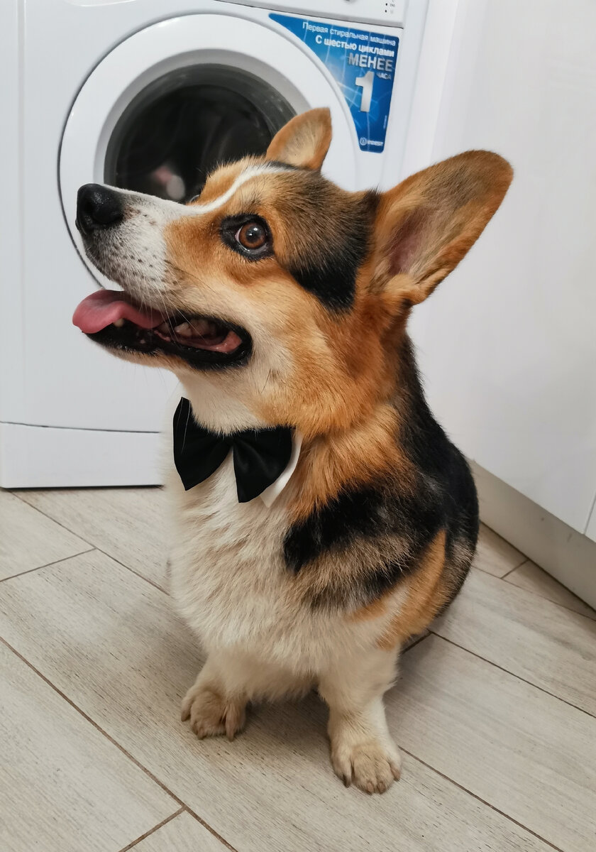 Само внимание и послушание)