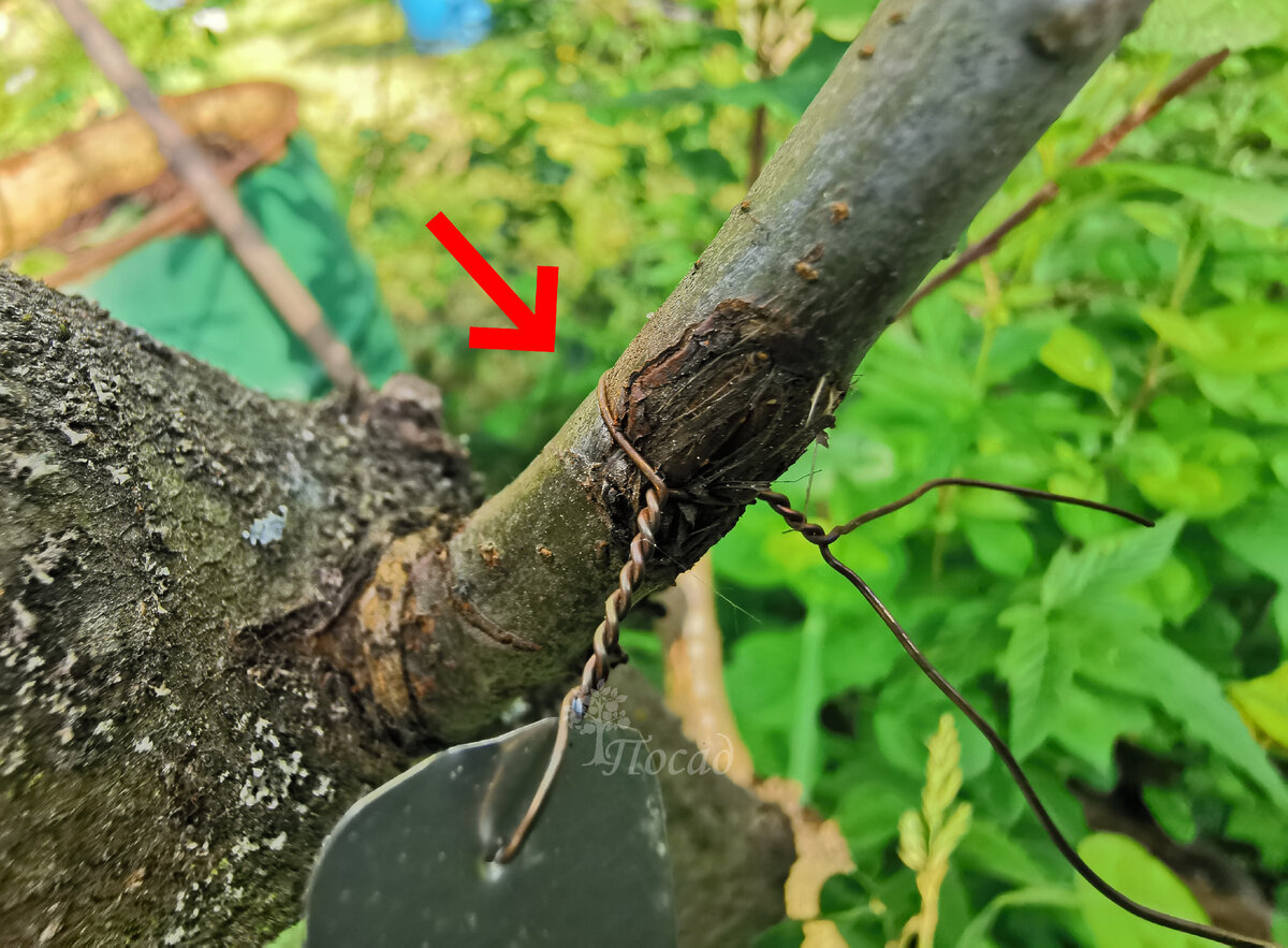 Видите, как незаметно проволока перетягивает веточку? А ведь весной она свободно болталась. С одной стороны хорошо, что яблонька так прибавляет. С другой - надо контролировать все завязки-подвязки два раза в год, особенно на стволе!