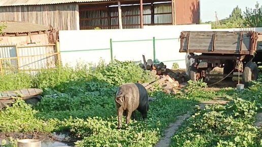 Настин Дворик | Ужас.... Самые грязные свиньи в интернете... 🐷🐷🐷 | Дзен