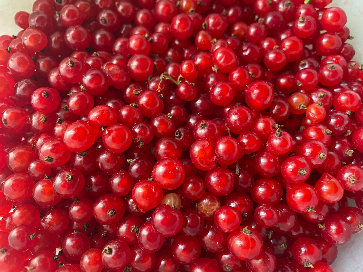 Красная смородина на даче