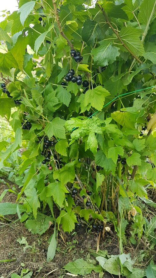 Четырех летний куст