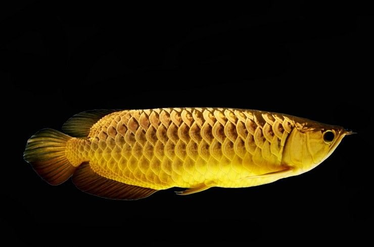 Золотая аравана