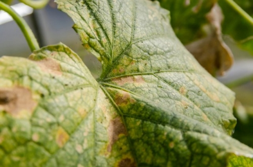 Фотография взята из источника yandex.ru