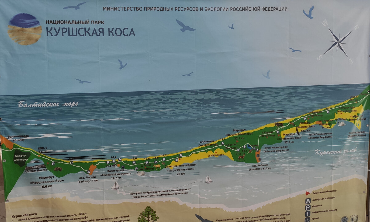 Карта Куршской косы в визит-центре