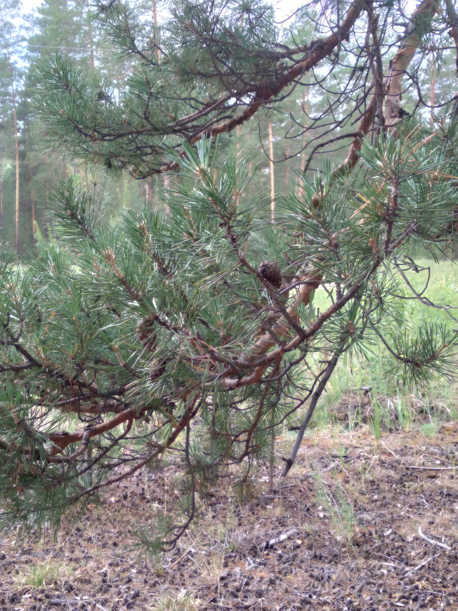 Комары на фото совсем неэстетично выглядят, давайте лучше любоваться этой веточкой!