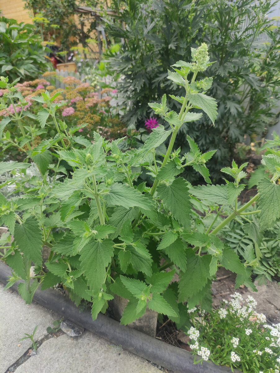 Мой котовник который раньше был мелиссой) ) 