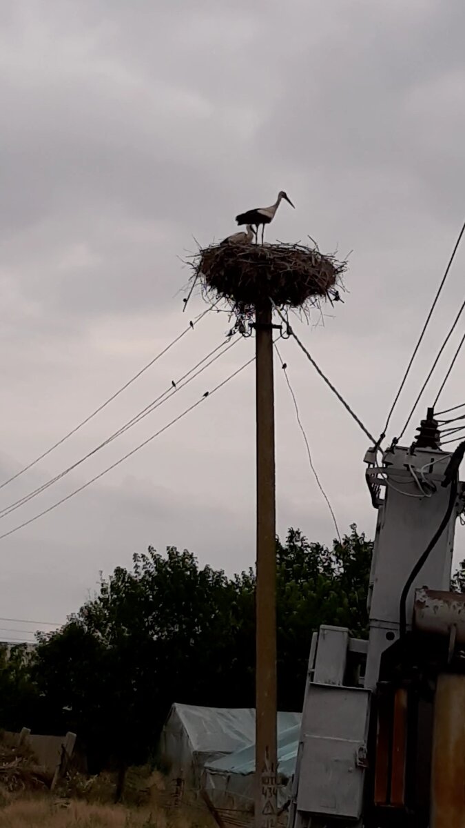 Взрослый аист с малышом 