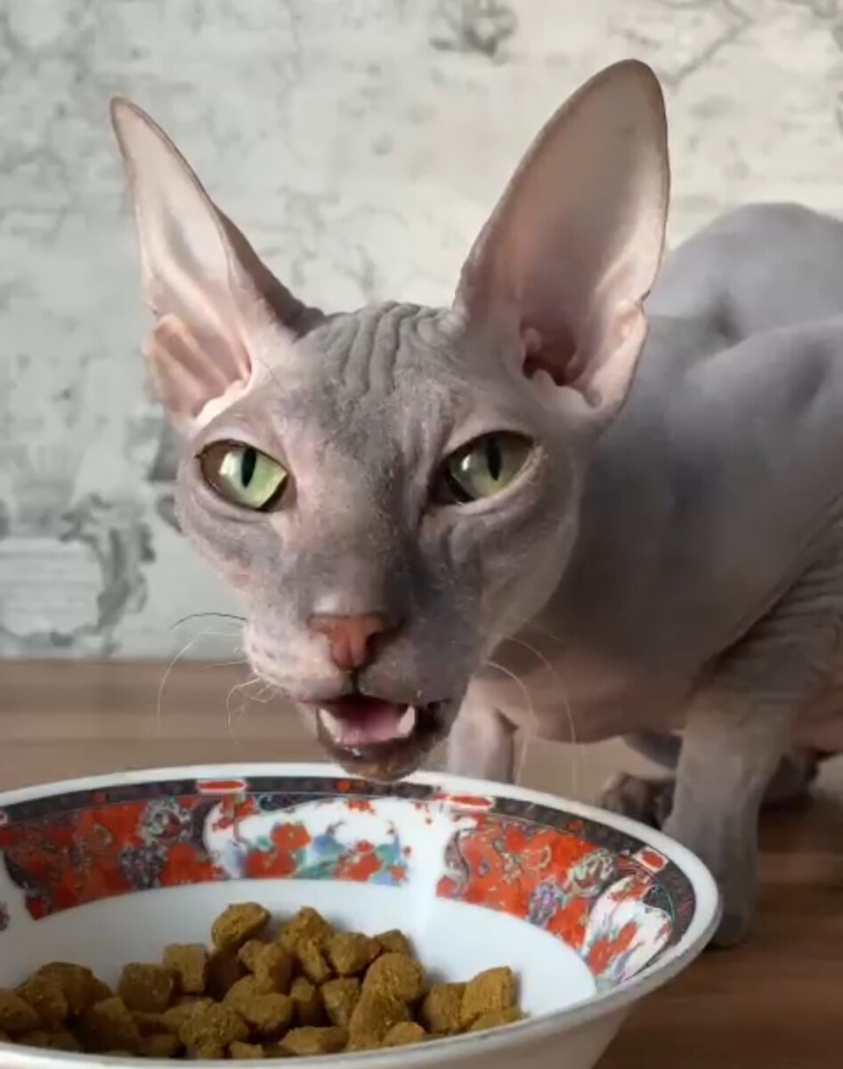 Здрасьте 🐾 Это мой стол, диетический, четвертый 😉