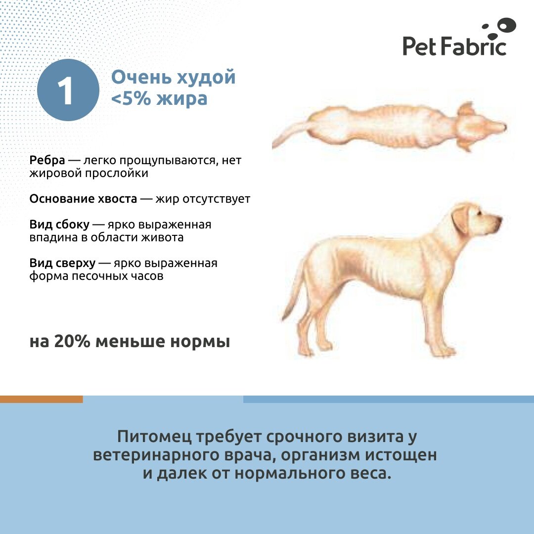 Золотистый ретривер вес. Нормальная температура у собак чихуахуа. Как уменьшить вес у собаки чихуа.