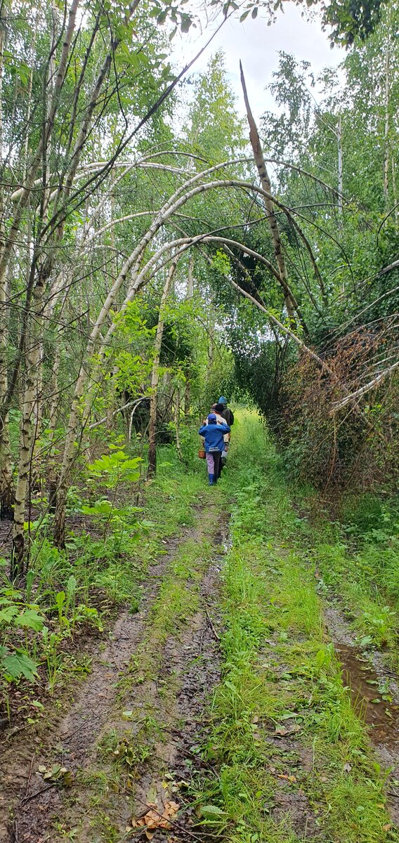 Вот такой молодой березняк окружил деревню. Это заросшие за 20 лет поля. После зимнего ледяного дождя много деревьев наклонились до земли, создав непроходимые дебри в лесу