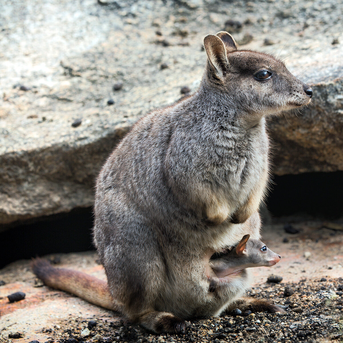 Почему сумчатые сохранились в австралии. Кенгуру скальные валлаби. Горный валлаби. Скалистый кенгуру валлаби. Желтоногий скальный валлаби.