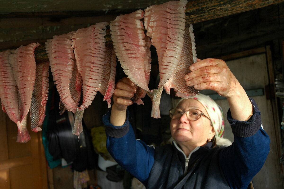 Вот так выглядит только что приготовленная юкола. Дальше она последует на сушку на улицу. Фото автора