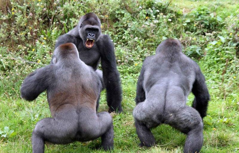 Сколько живет самец. Горилла и шимпанзе. Самец горилла и самка горилла. Бонобо семенники. Большие обезьяны.