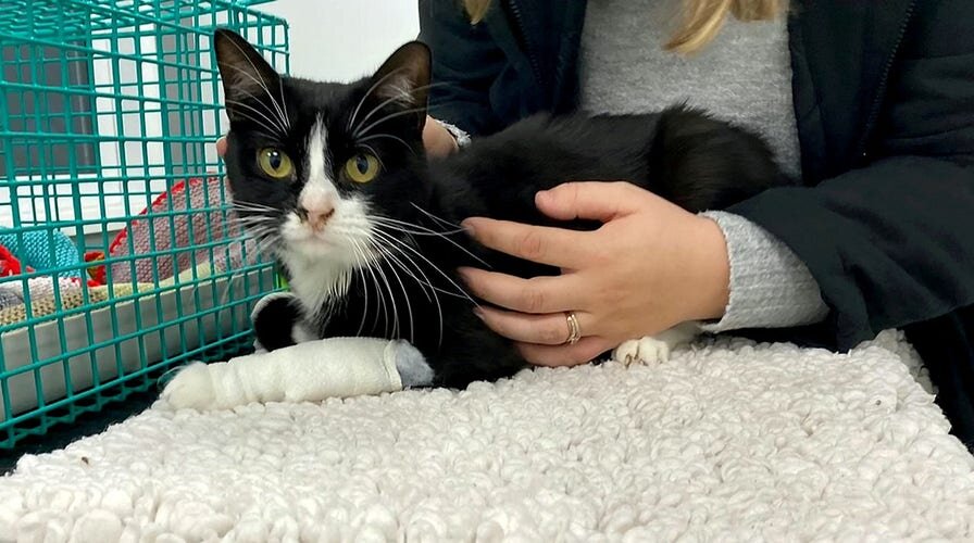 Источник фото: https://www.foxnews.com/lifestyle/pet-cat-trapped-under-floorboards-two-months