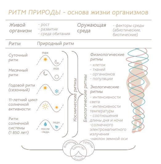 Иллюстрация из книги Галины Хусаиновой "Биохакинг по-женски. Как запустить программу снижения биологического возраста"