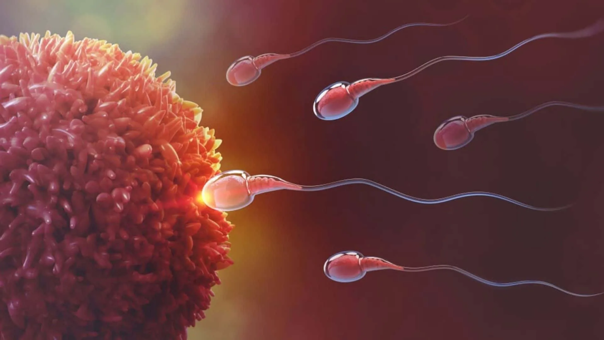 Условия хранения сперматозоидов