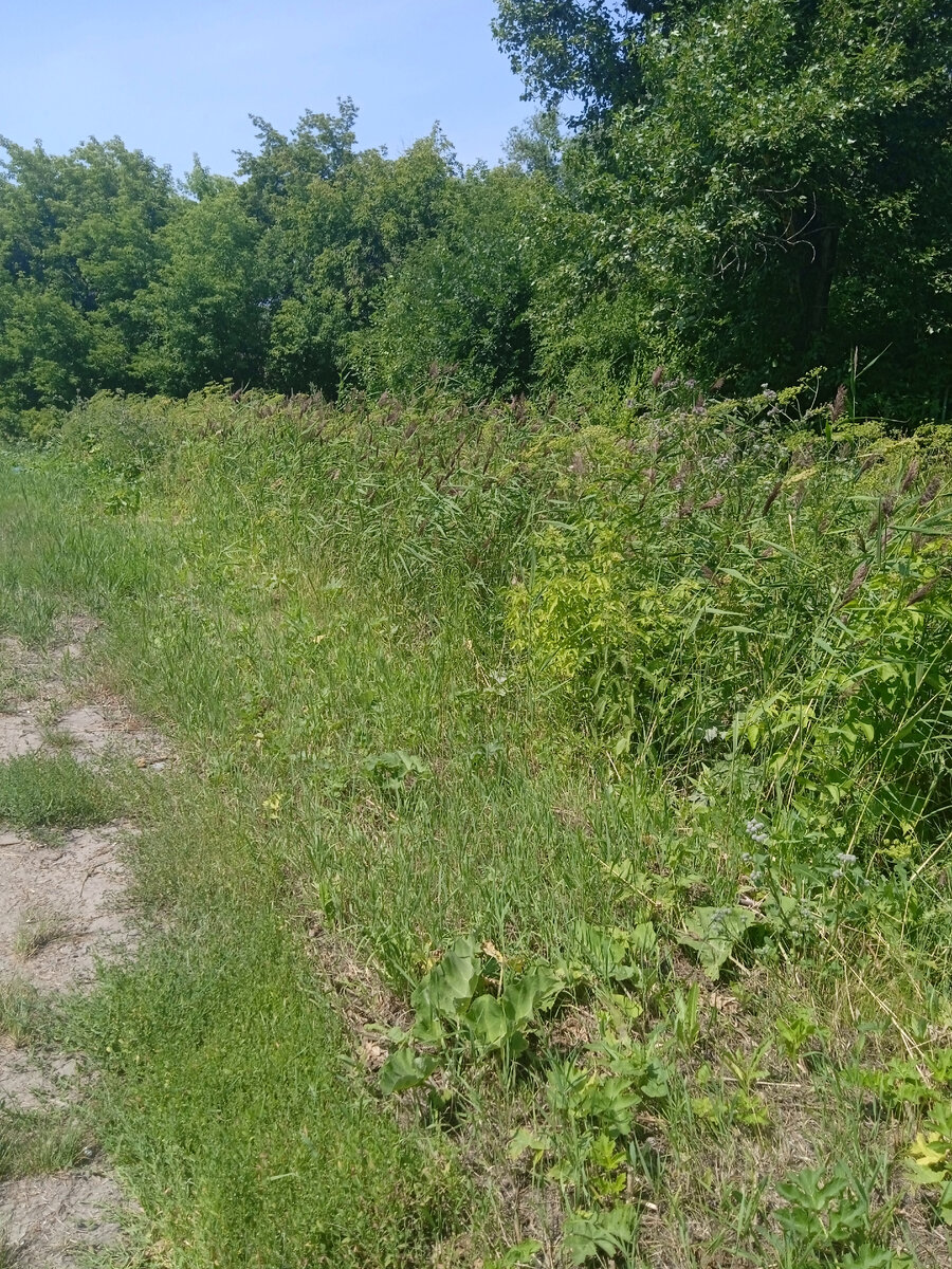 ул. 1-я Чередовая  около 70 метров вдоль школьного забора. 12.07.2023г.