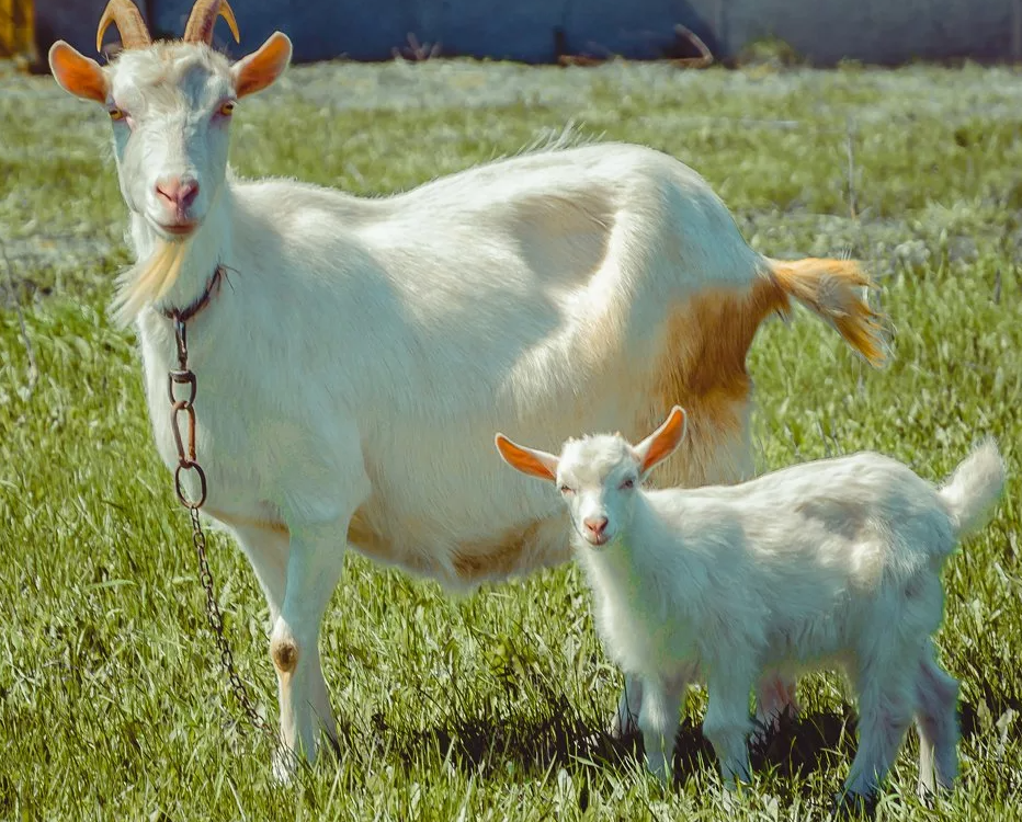 Яндекс картинки