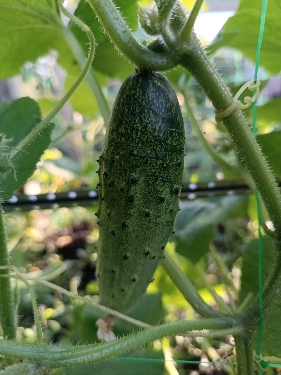 Огурцы с моего огорода