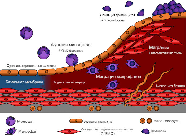https://www.researchgate.net/publication/314133947_Integrin_signaling_in_atherosclerosis/figures?lo=1&utm_source=google&utm_medium=organic