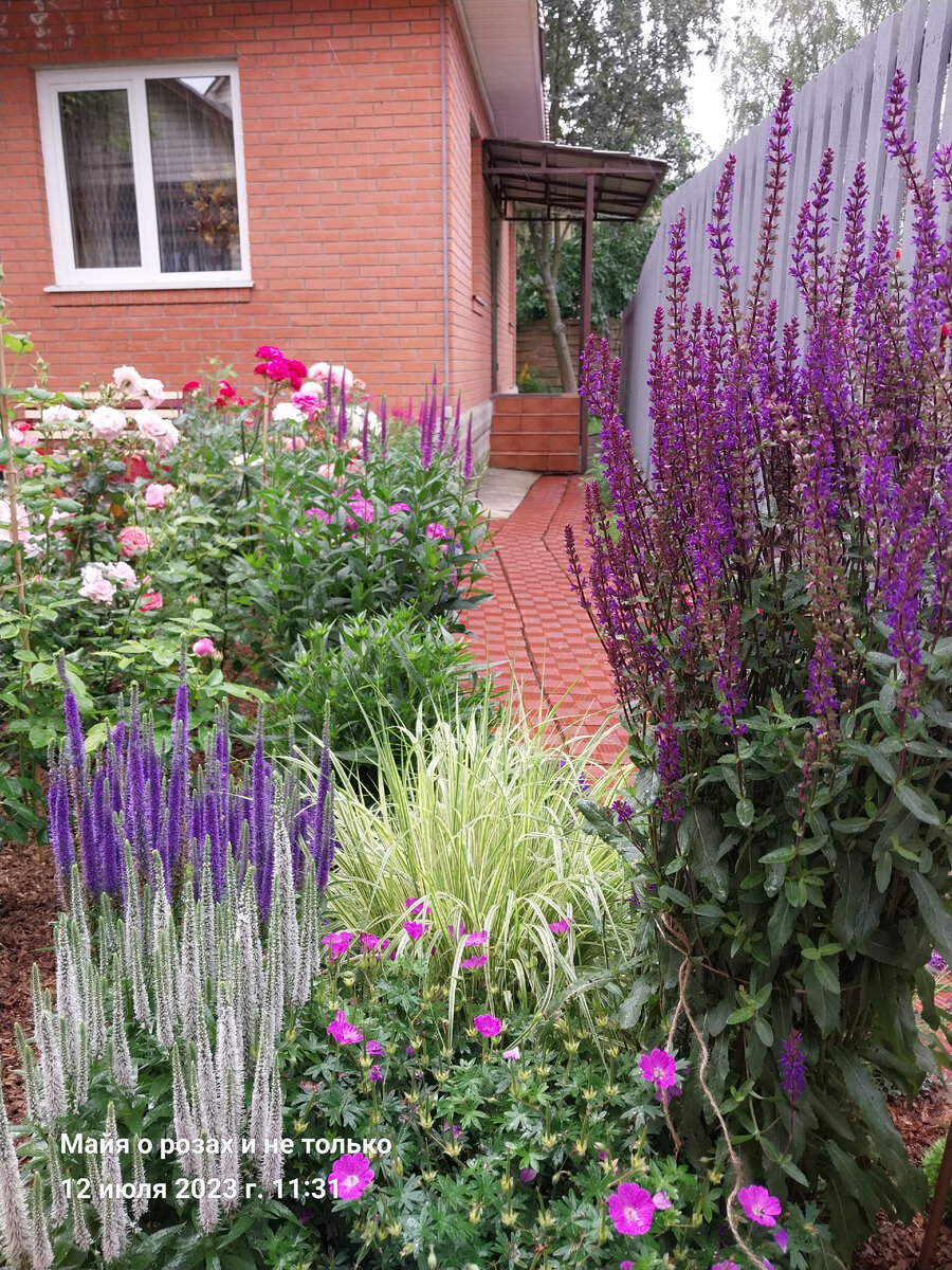 Вероники, герань Макс Фрай, молиния пестролистная и шалфей Карадонна 