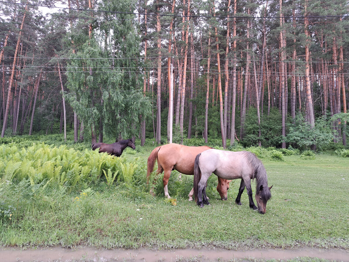 По аллее проводят лошадок. Алтай село Аскат. Лошади. Лошадь. Алтай.