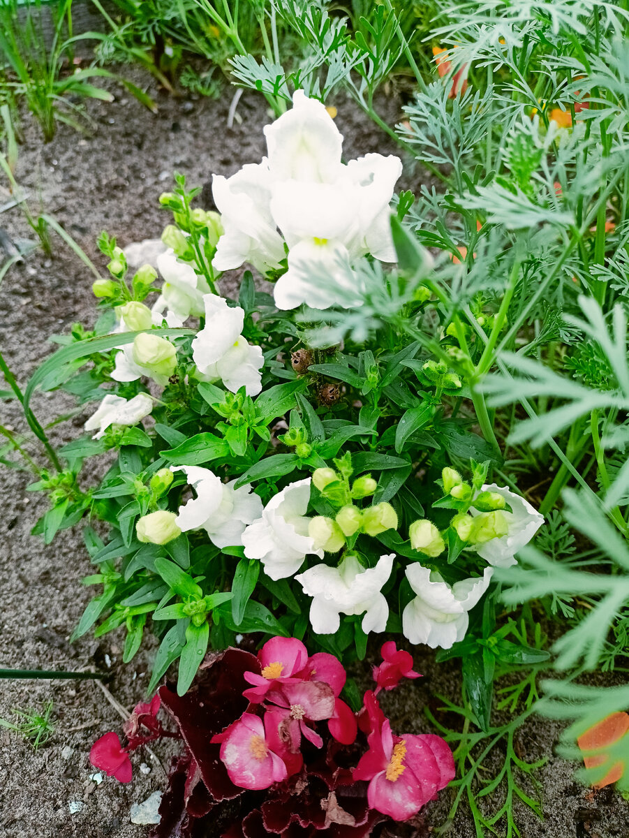 Ещё цветочки.