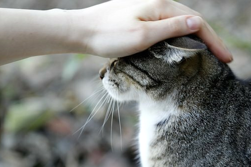 Архив от 21 января 2019 года Она сидела на остановке. Простая, серо-полосатая кошка... Сидела на бугорке из асфальта, аккуратно подобрав под себя лапы и укрыв их хвостом.