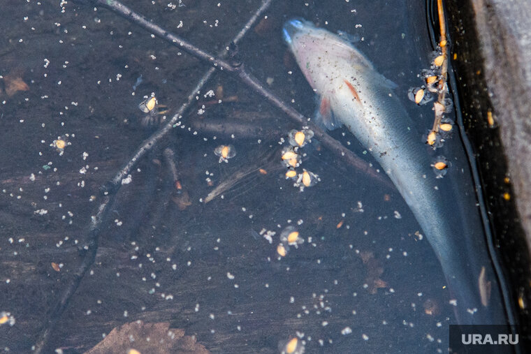    В Курганской области отмечается мор рыбы