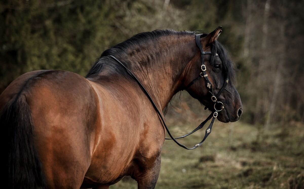 Фото https://vk.com/vyatkahorse