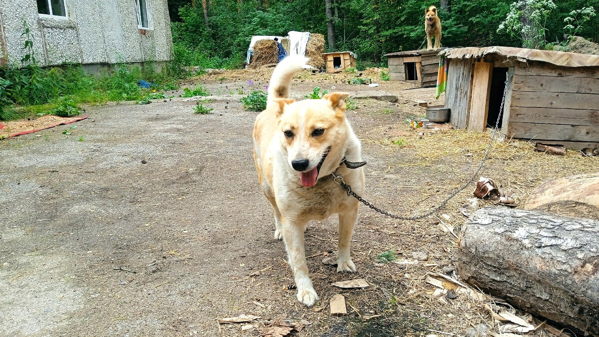 Рыжуля. Не молода, но и не пожилая собака. Много лет так же жила свободной жизнью и была ничьей. Кормили кураторы